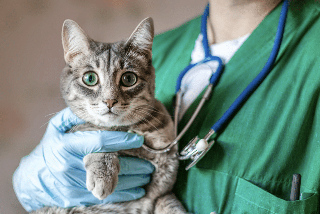 Vet holding cat with a gloved hand 