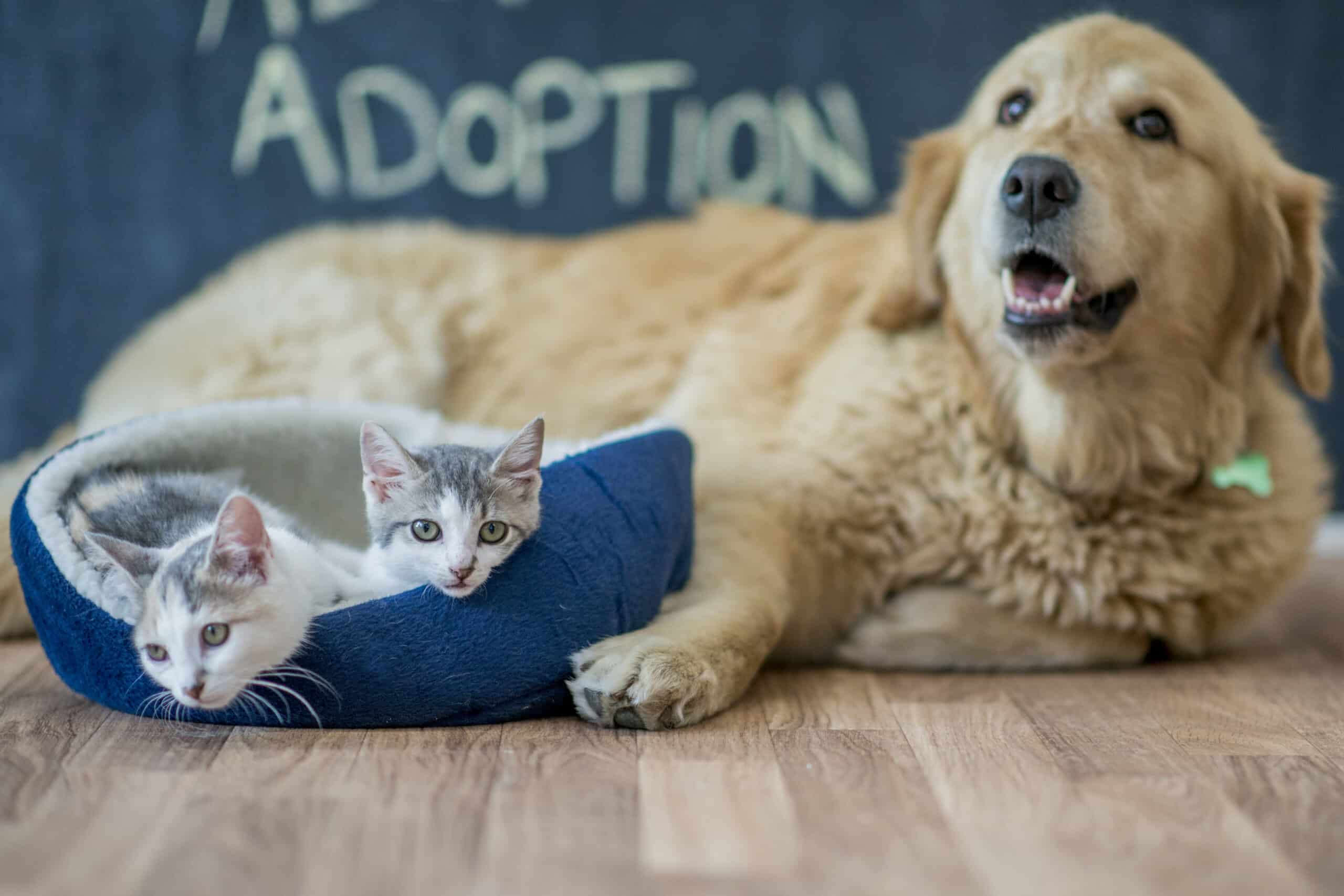 A golden retriever and two kittens are sitting in a home after a pet adoption. The word "adoption" is written the chalkboard wall.