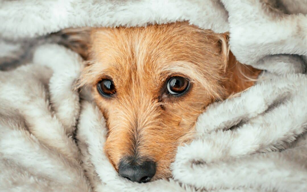 Noise Anxiety in Dogs and Cats: Thunderstorms, Fireworks, and Loud Environments