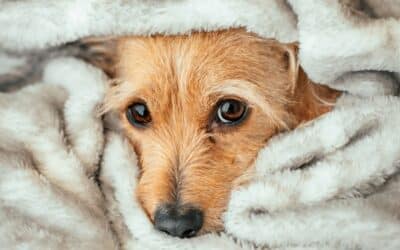 Noise Anxiety in Dogs and Cats: Thunderstorms, Fireworks, and Loud Environments