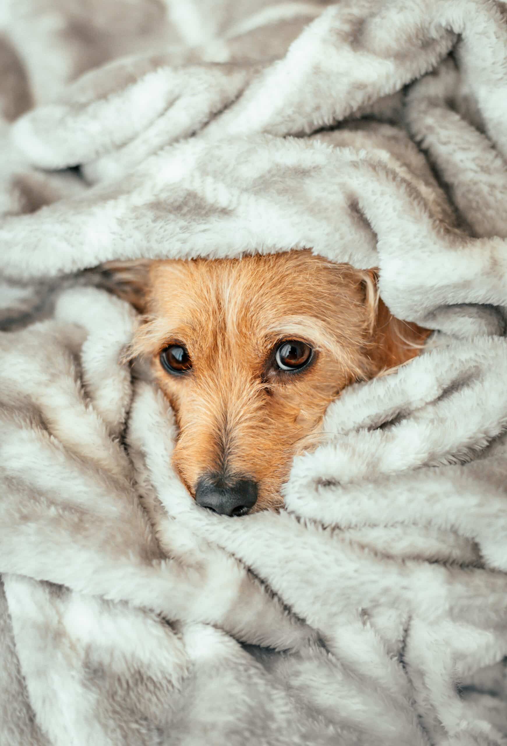 Small dog peeking out from under a fluffy blanket, a common sign of noise anxiety
