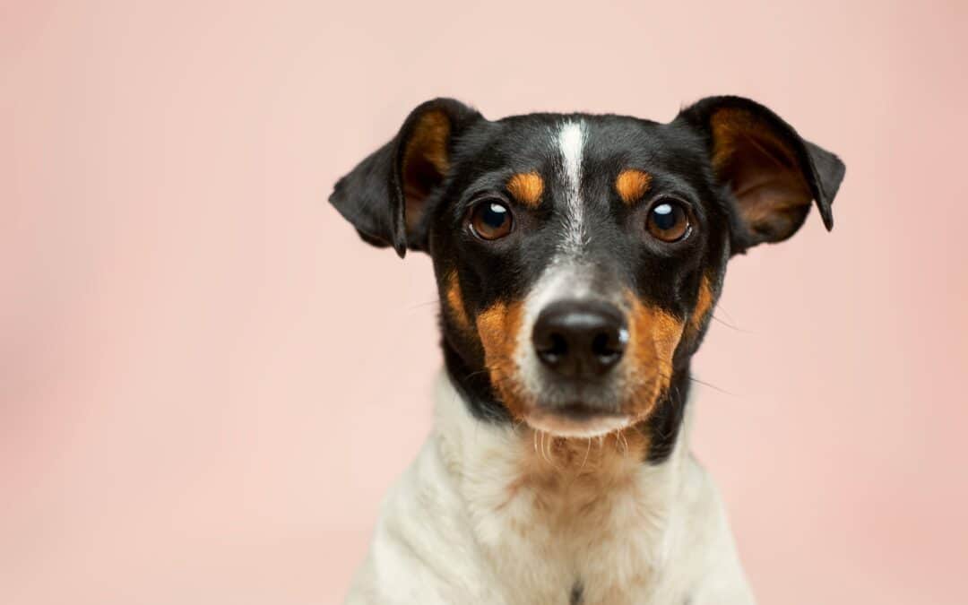 Behavior Is Communication: Understanding the Fear Free Approach to Pet Behavioral Care
