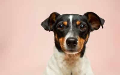 Behavior Is Communication: Understanding the Fear Free Approach to Pet Behavioral Care