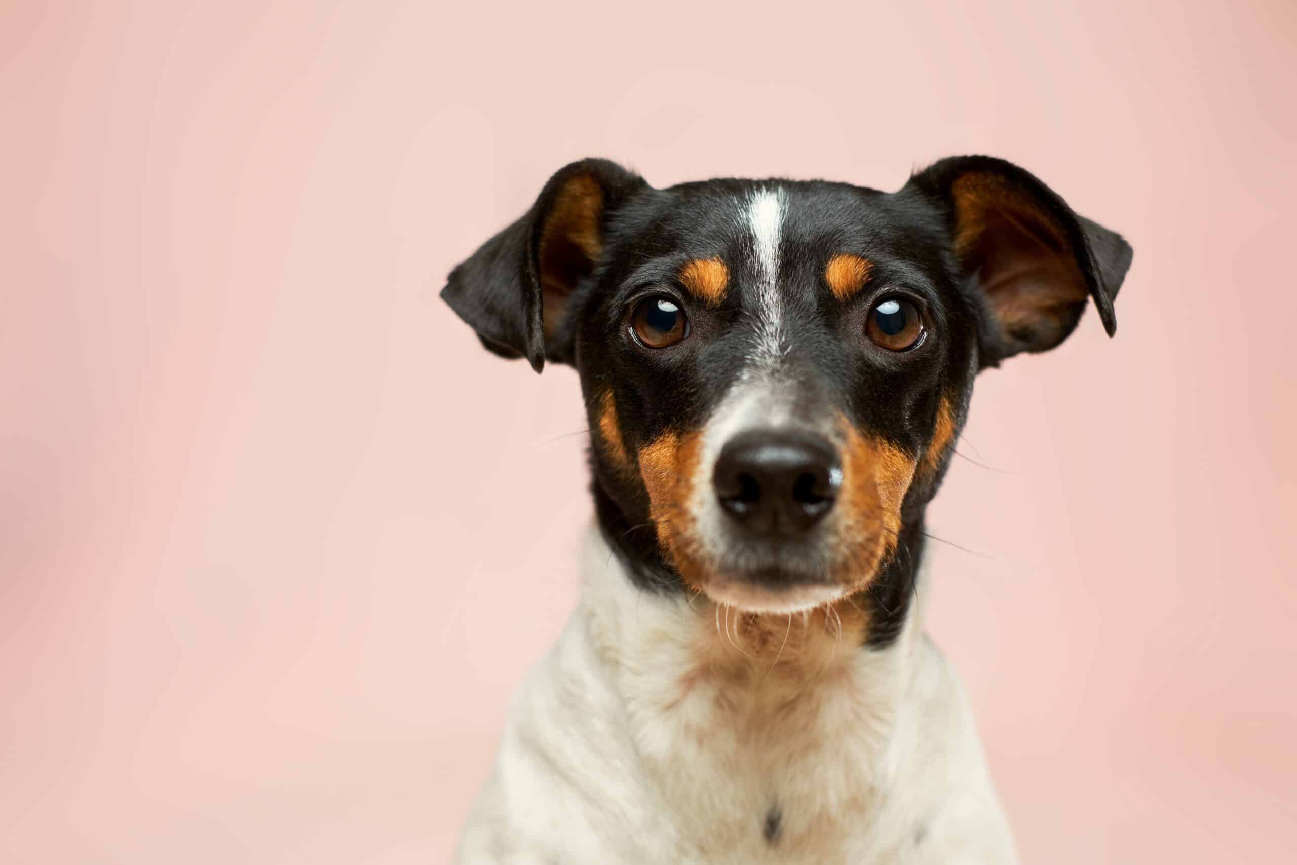 Black, white, and tan terrier with ears raised, a reminder that pet behavior problems are often a form of communication