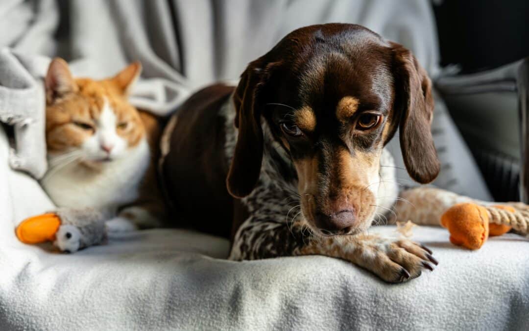 Resource Guarding in Dogs: Understanding the Anxiety Behind ‘Mine!’