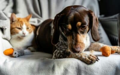 Resource Guarding in Dogs: Understanding the Anxiety Behind ‘Mine!’