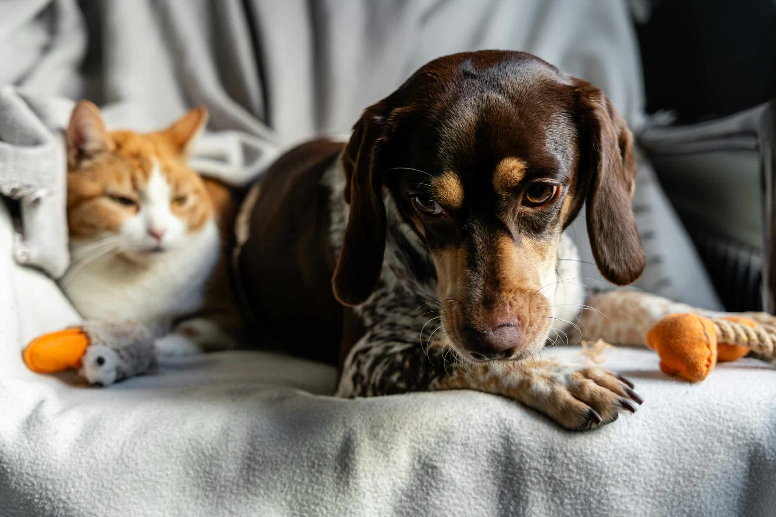 Dog lying beside a favorite orange toy, the kind of prized item that can trigger resource guarding