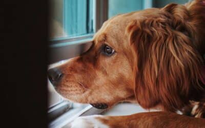 Separation Anxiety in Dogs: Understanding What Your Dog Is Trying to Tell You