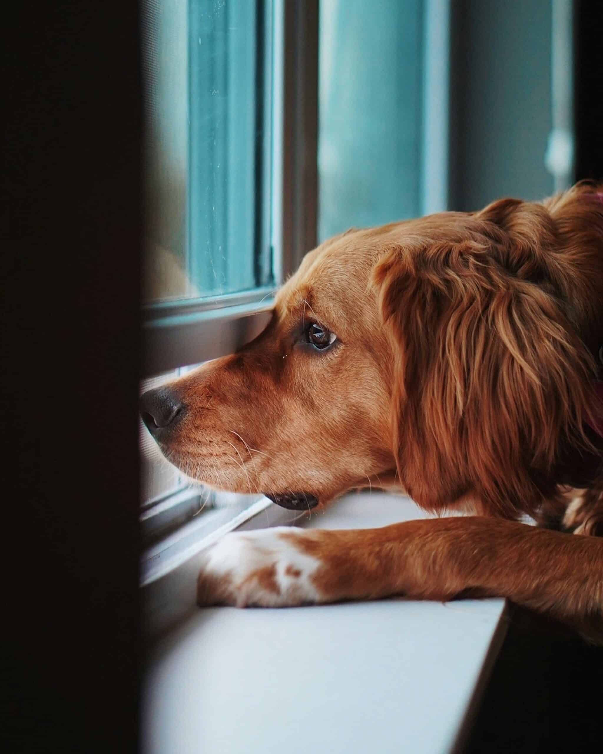 Golden retriever resting its head on a windowsill, a common sign of separation anxiety