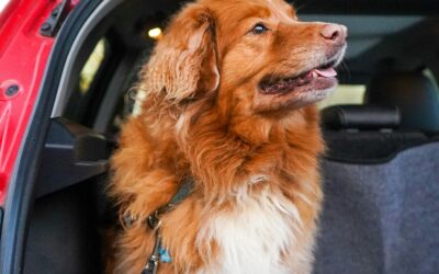 Travel and Car Anxiety in Dogs: Helping Your Dog Feel Safe on the Road