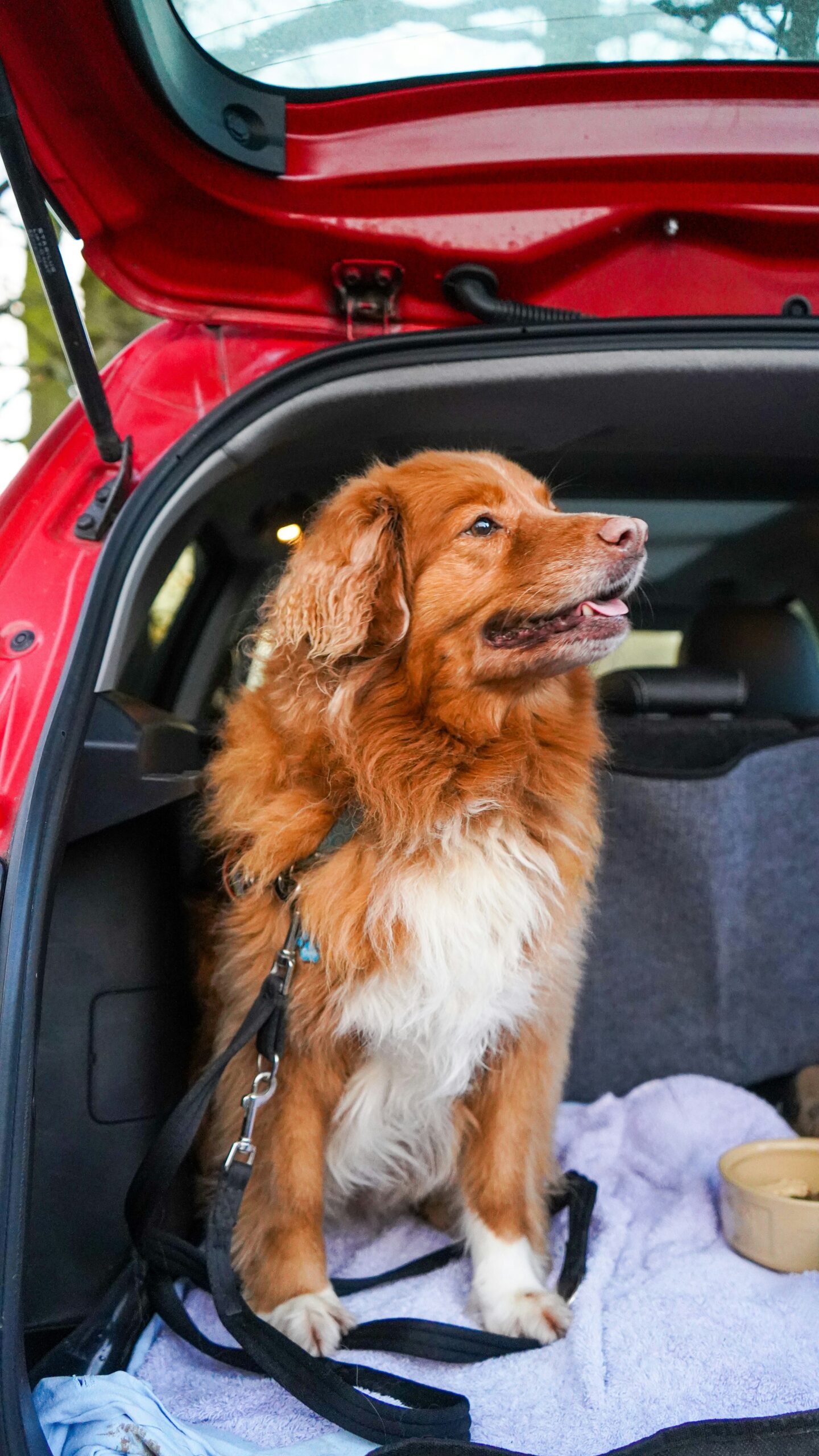 Dog resting calmly on a towel in the back of a red hatchback, the goal when easing travel anxiety in dogs