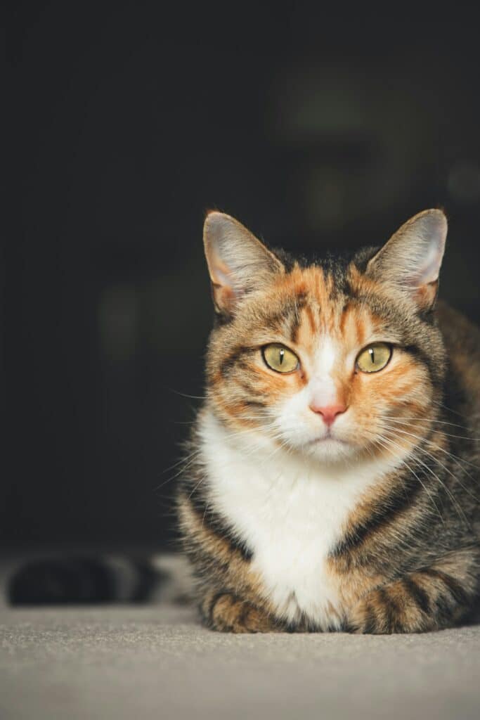 Calico cat looking toward the camera; cats as well as dogs can experience veterinary visit anxiety