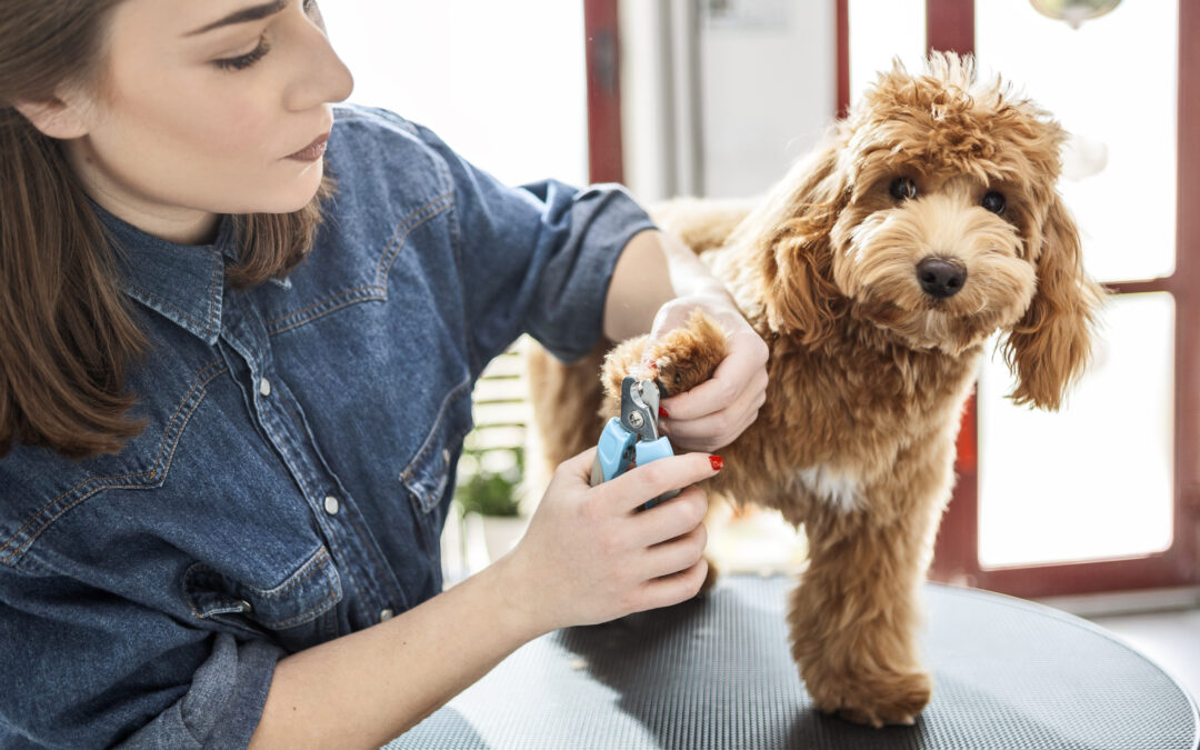 Veterinary Visit Anxiety in Dogs and Cats: Helping Your Pet Feel Safe at the Vet