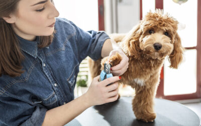 Veterinary Visit Anxiety in Dogs and Cats: Helping Your Pet Feel Safe at the Vet