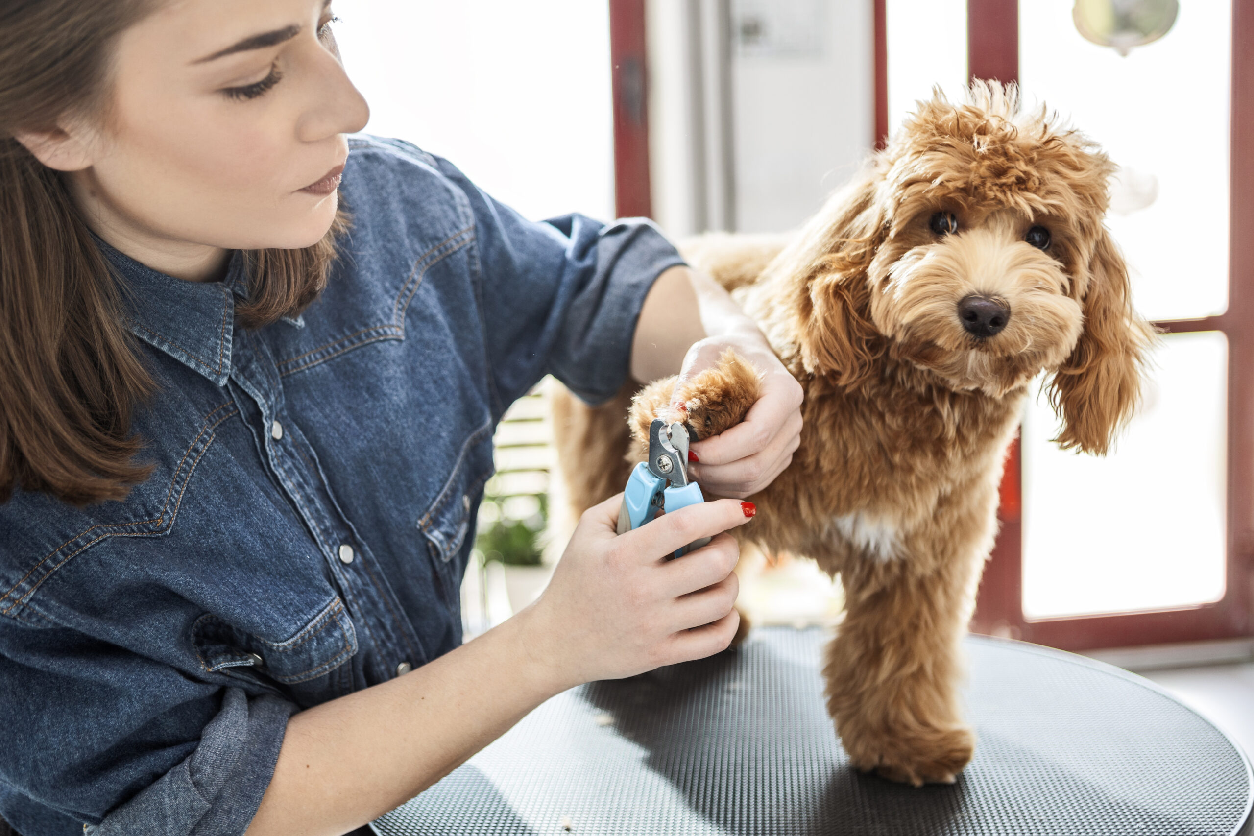 Dog having its nails trimmed, the kind of handling that can trigger veterinary visit anxiety